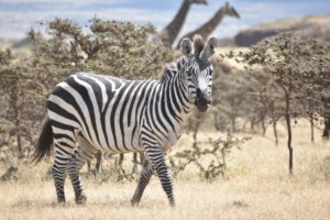 タンザニア「ビザ申請 大使館」必要書類、費用,注意点,予防接種